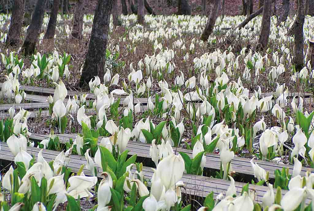 ふれあい自然の里-水芭蕉公園