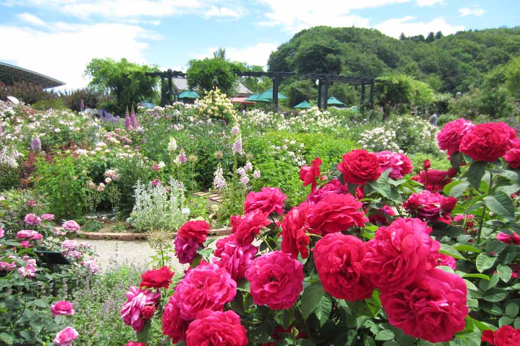 名所がズラリ 春 初夏に行きたい新潟のおすすめ花スポット21選