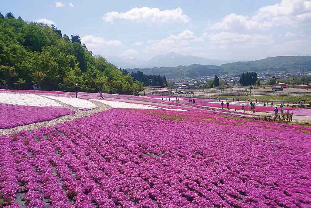 名所がズラリ 春 初夏に行きたい新潟のおすすめ花スポット21選